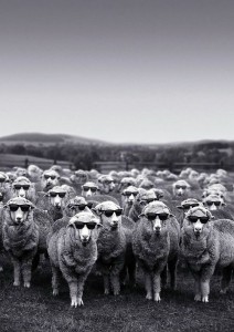 Create meme: the herd instinct, the herd, a flock of sheep