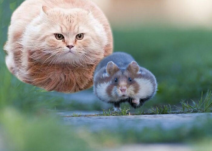 Create meme: siberian hamster, flying cat , funny hamster