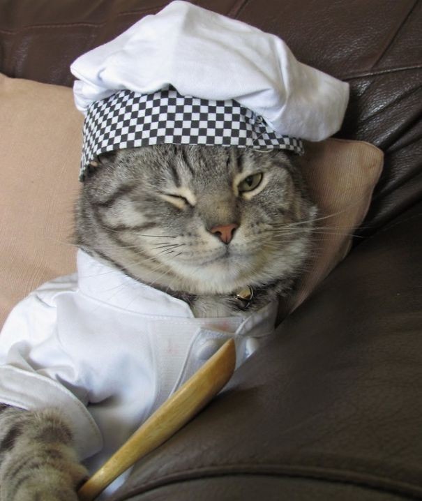 Create meme: The cat is a cook, the cat in the scarf, the cat in the hat