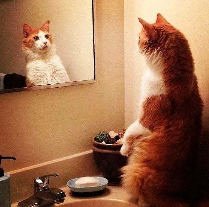 Create meme: the cat in front of a mirror, the cat in the mirror, cat 