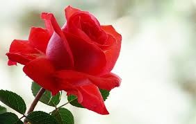 Create meme: good, red Blik, flower rose where I came from
