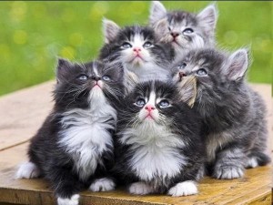Создать мем: пятеро котят милых маленьких, маленькие котята пушистые, котики котята