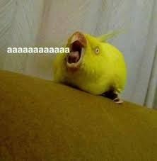 Create meme: parrot screaming, parrot screaming, budgie