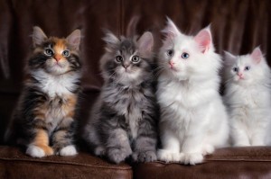 Create meme: cute kittens, fluffy kittens, kittens the Maine Coon