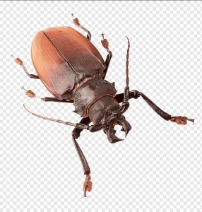 Создать мем: клипарты волосогрызка насекомые на прозрачном фоне джипег, жук на белом фоне, жук рогатый на прозрачном фоне