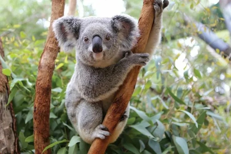 Create meme: kuala animal, animals Australia Koala, animal Koala