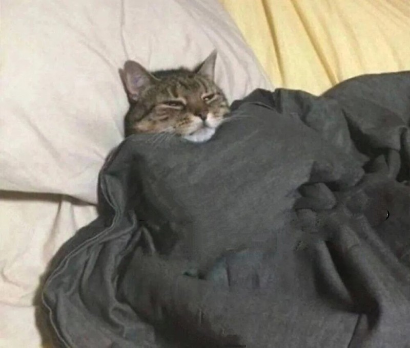 Создать мем: кот в одеяле, сонный кот, кошки