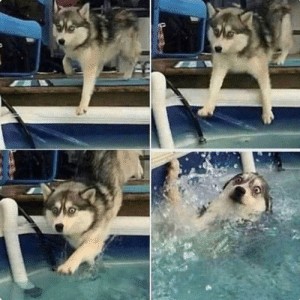 Create meme: Dog, meme walking with huskies, meme hosipital in the pool