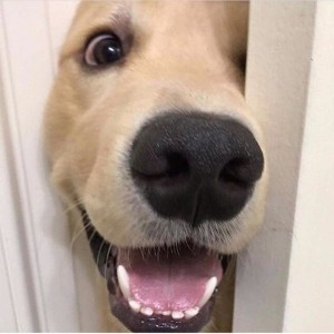 Создать мем: dog, собака измулитфилима улыбака, golden retriever