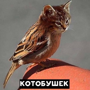 Create meme: trehlistna a cat and a Sparrow, animals, Cat