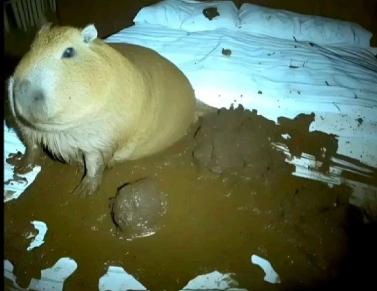 Create meme: big capybara guinea pig, the capybara is large, a pet capybara