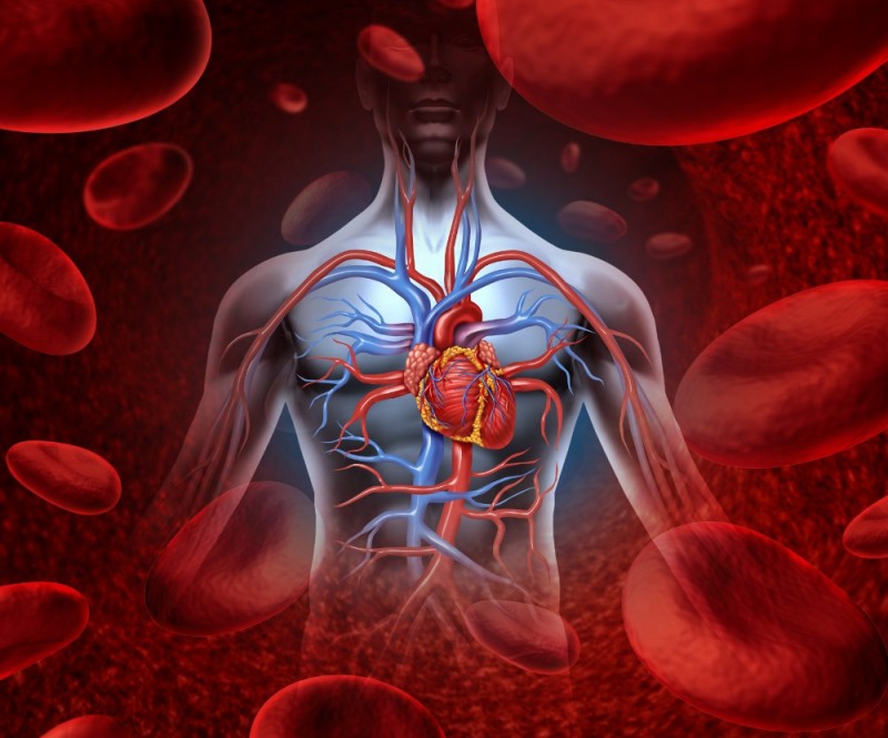 Create meme: blood purification, the human circulatory system, cardiovascular disease