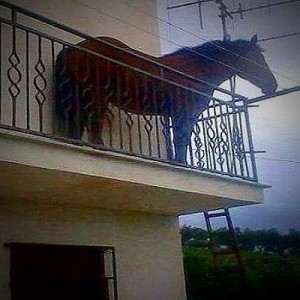 Создать мем: balcony, на балконе, конь на балконе juan