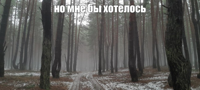 Create meme: forest fog, morning forest, nature 