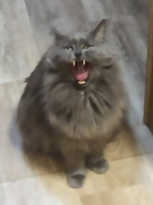 Create meme: cat grey, kitty, the British longhair cat