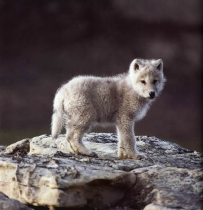 Create meme: wild animals, wolf cub, young wolves