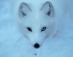 Создать мем: полярная лиса с разными глазами, arctic fox, песец