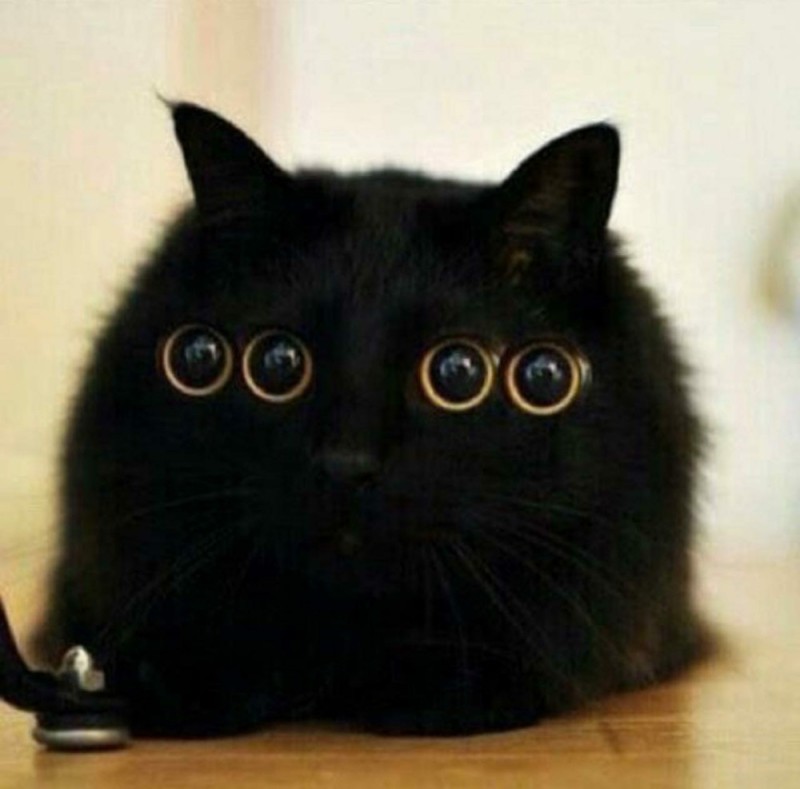 Create meme: black cat , the cat is black, funny black cat
