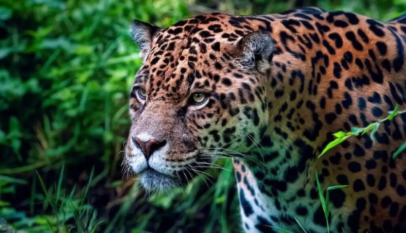 Create meme: Jaguar animal, Jaguar , jungle jaguar