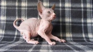 Create meme: Sphynx cats, Sphynx kittens, Sphinx