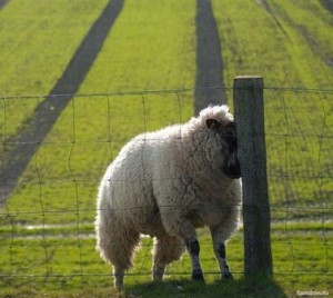 Создать мем: sheep, баран за рулем, овца