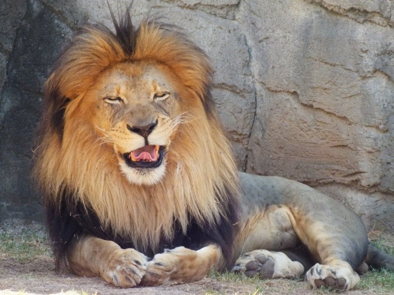 Create meme: animals lion, smile of a lion, a satisfied lion