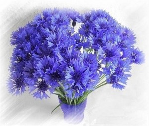 Create meme: cornflowers on a transparent background, photo png bouquet of cornflowers, postcard thank you blue cornflowers bouquet