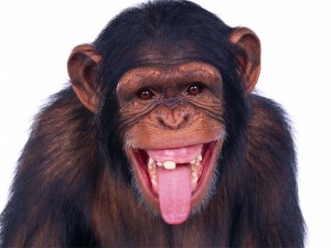 Create meme: a monkey with tongue sticking out, smiling animals, monkey