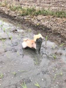 Create meme: the dog in the mud, gave the dog, four-legged friends