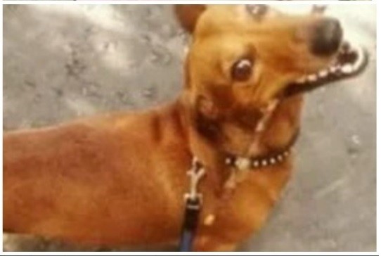 Create meme: miniature Pinscher, dog Dachshund, a dog of the zwergpinscher breed