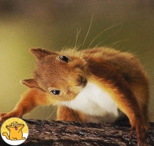 Create meme: protein, happy squirrel, funny squirrels
