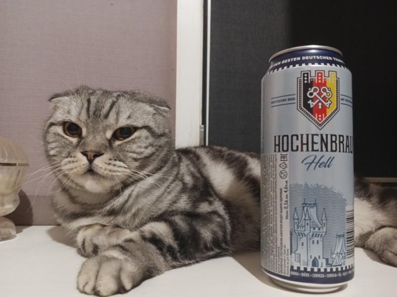 Создать мем: пиво hochenbrau hell, шотландская вислоухая кошка камышовая, hochenbrau hell