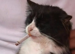 Создать мем: котик курит, грустный курящий кот, котик с сигаретой