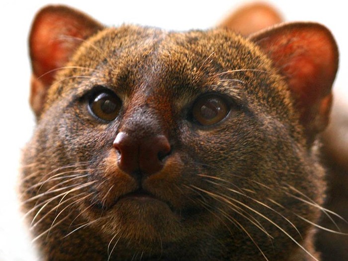 Create meme: jaguarundi cat, jaguarundi, cougar jaguarundi