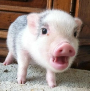 Создать мем: пиги свинки, мини пиг, свинка минипиг