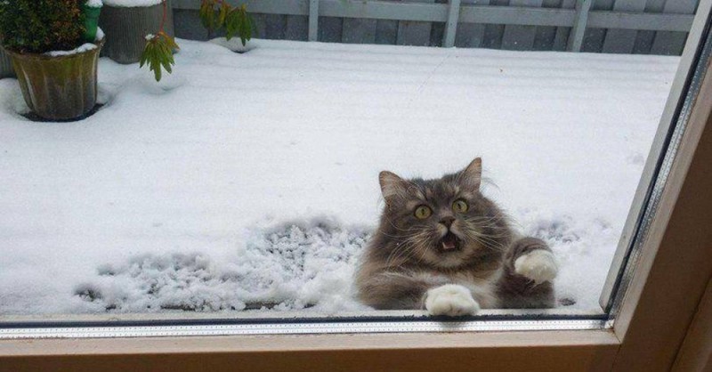 Создать мем: кот в снегу, котик в снегу, морозный кот