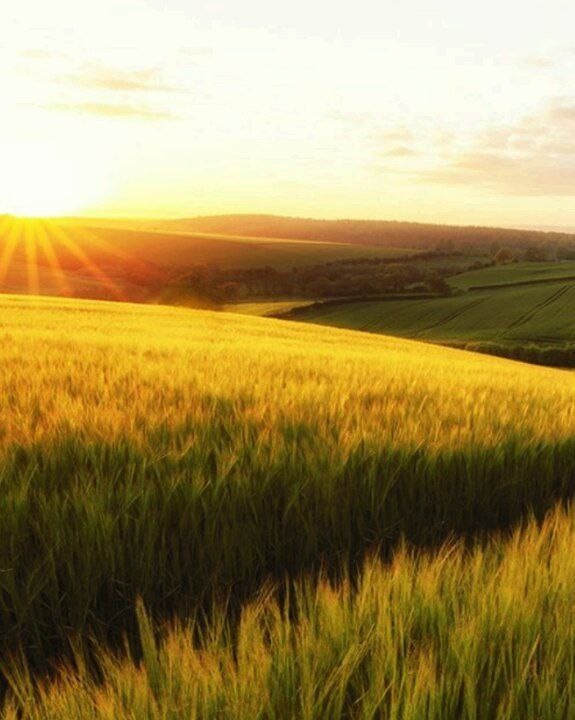 Create meme: field sun, rye field, nature field 