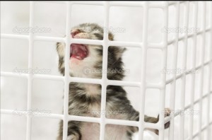 Create meme: funny animals, animal, kitty behind bars