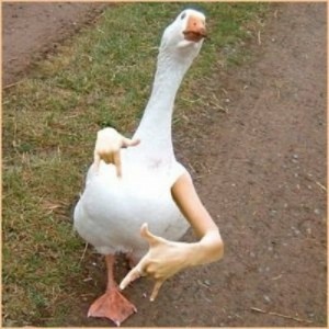 Create meme: goose meme, funny goose, cool goose