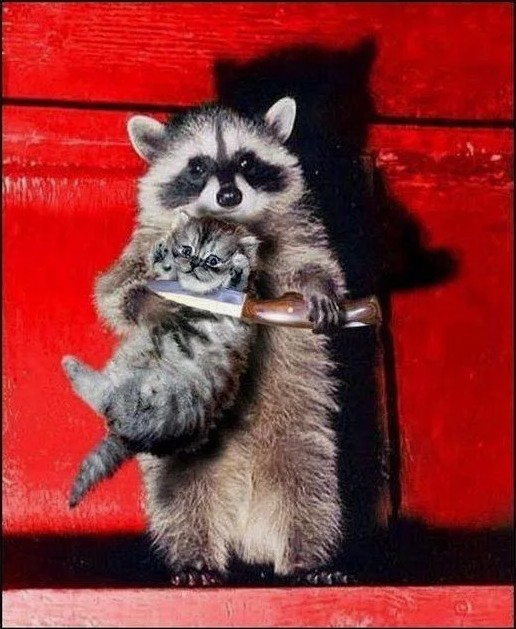 Create meme: meme raccoon , raccoon , the raccoon is small