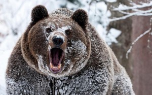 Создать мем: медведь гризли, бурый медведь зимой, медведь в снегу