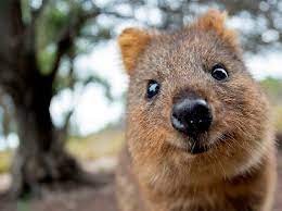 Create meme: quokka is a marsupial beast, quokka an animal, cute wild animals