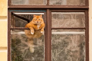 Создать мем: рыжий кот на окне, смешной рыжий кот, кот в форточке
