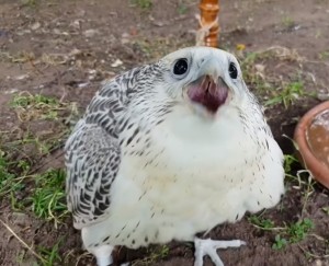 Create meme: Gyrfalcon falco rusticolus, Animal, gyrfalcon