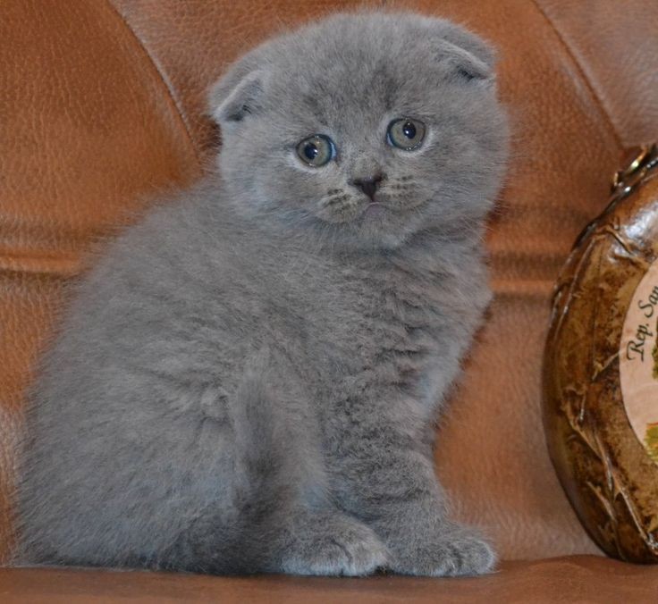 Create meme: Scottish fold cat, lop - eared british cat, Scottish fold cat blue