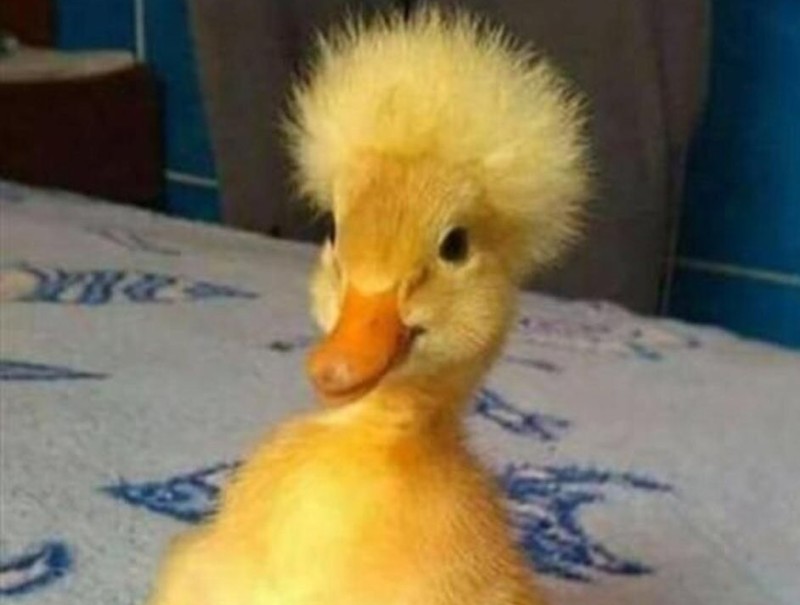 Create meme: funny duck, duck, The duckling is small