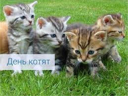 Создать мем: котенок серый, котята кошки, котята маленькие