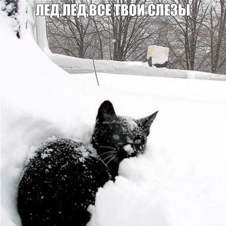 Create meme: winter cat, cat in the snow, A black cat in the snow