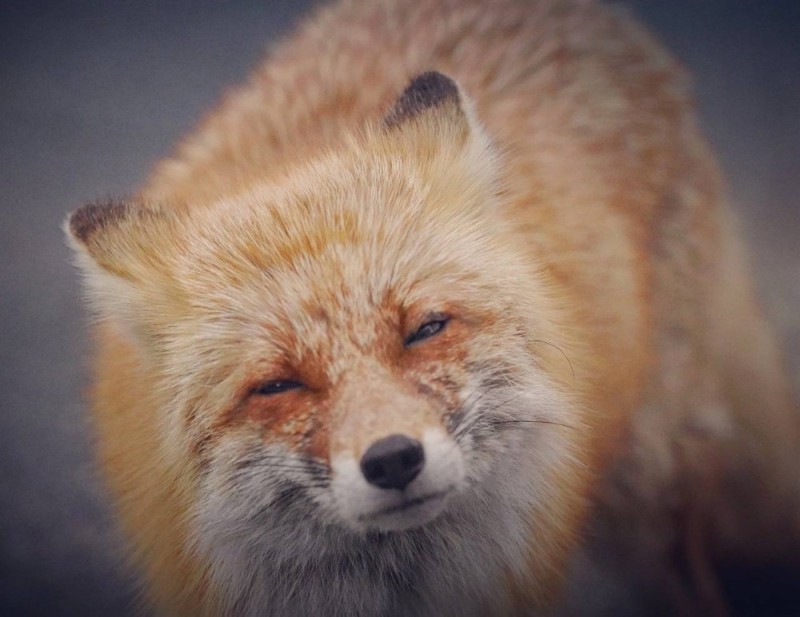 Create meme: the red fox, red Fox, red Fox