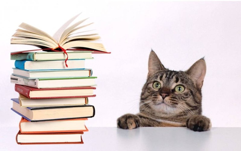 Create meme: the cat and the book, the librarian cat, The cat among the books